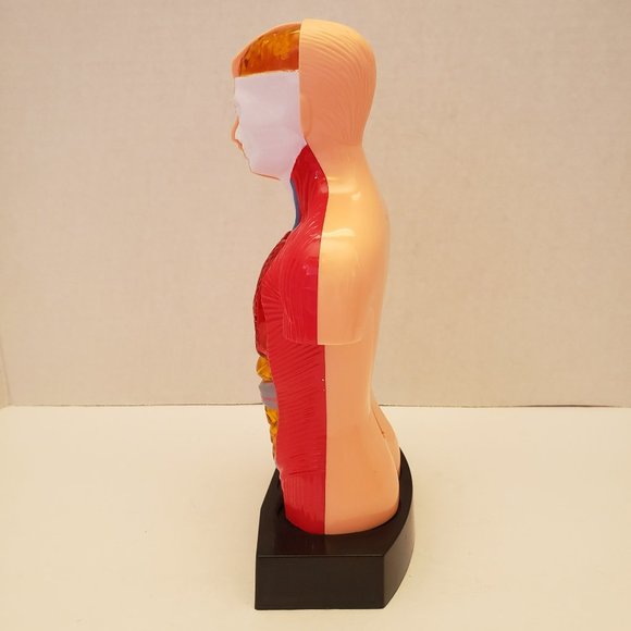 Medical Training Aid Torso Decor - Picture 6 of 9